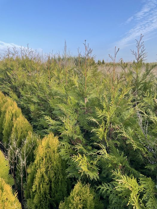 Tuja Thuja Szmaragd Brabant
