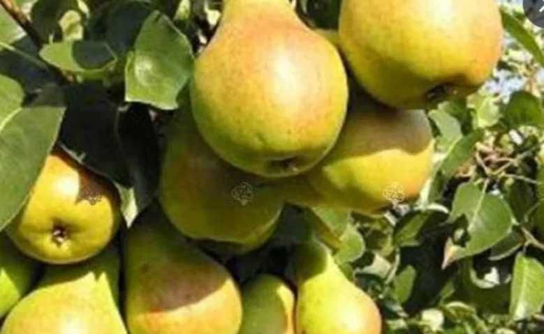 Skrzynka gruszek czerwona bonkreta Williamsa 20kg mniejsze