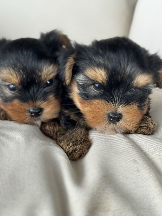 Yorkshirer  linha Russa