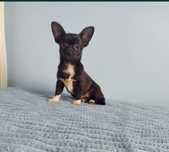 Chihuahua Preta e Branca