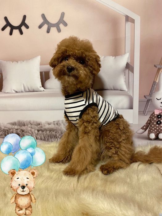 Неймовірно гарний хлопчик мальтіпу! Мальтипу !