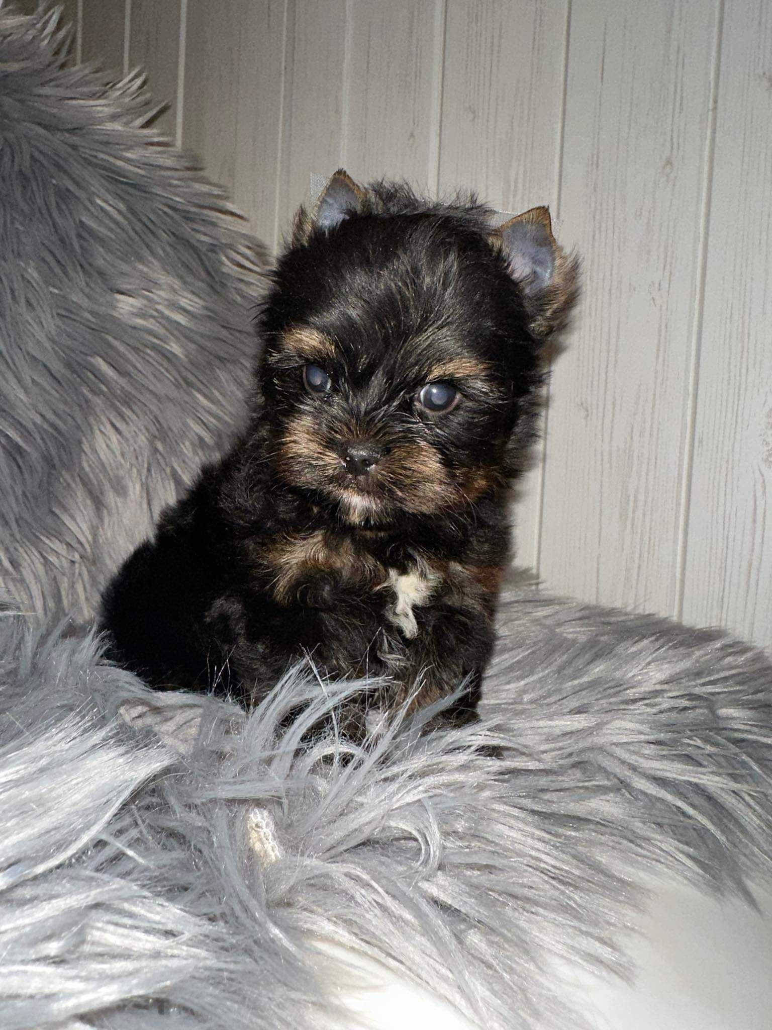 Yorkshire terrier Samiec black & tan