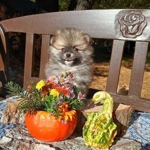 Piesek, typ misia, zadbany, info instagram