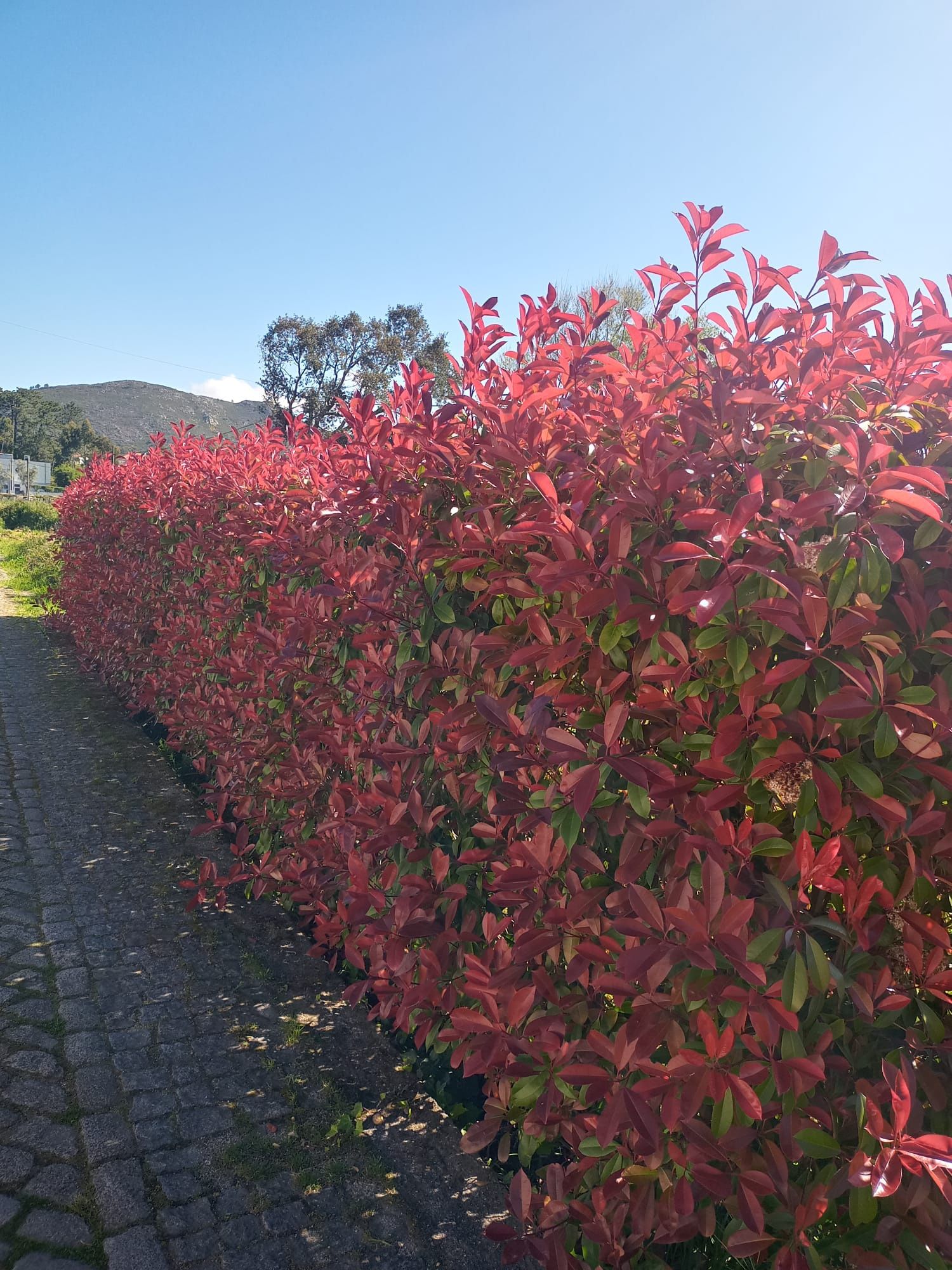 Fotinias , carre rouge