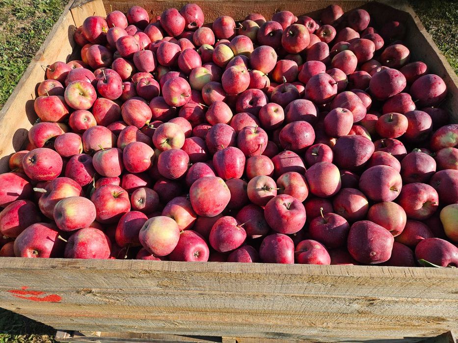 jona prince sprzedam