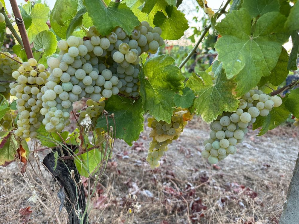 Vendo Uvas tintas e brancas