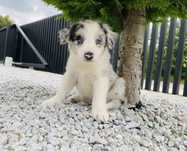 Border collie dobre rece