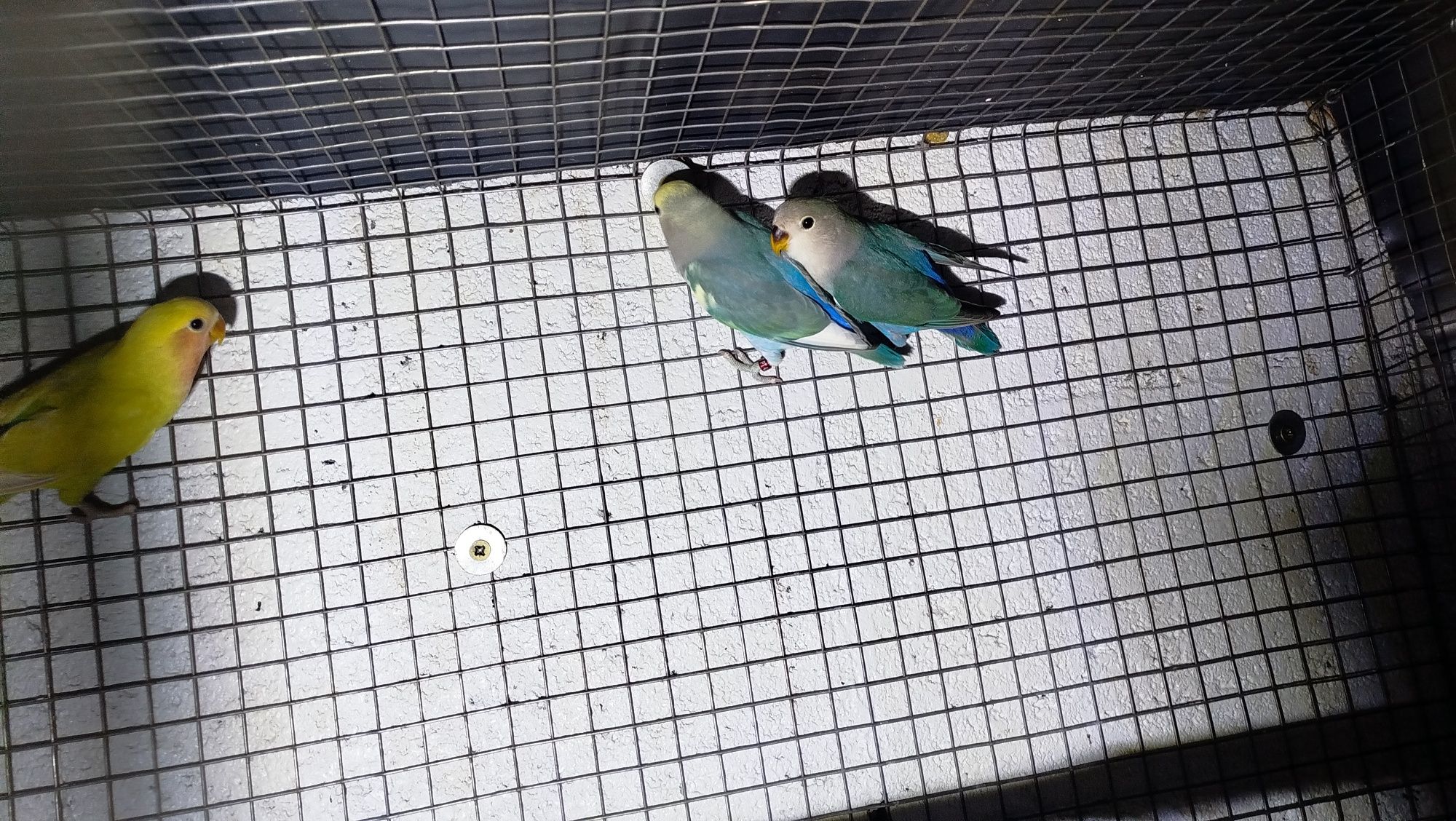 Agapornis roseicollis fêmeas