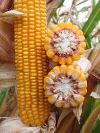Nasiona kukurydzy SILONGA ziarno kiszonka FAO 250/260 (80 tys. nasion)