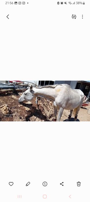 Egua Lusitana Montada