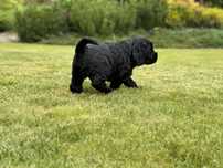 Cocker Spaniel Angielski - pies Agent