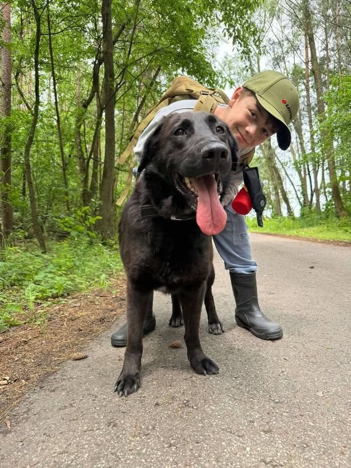 Guru w typie labradora szuka domu!