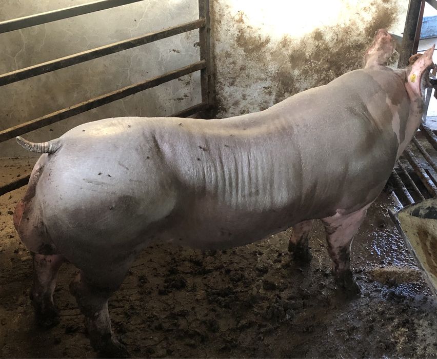 Сім’я високопродуктивних хряків.