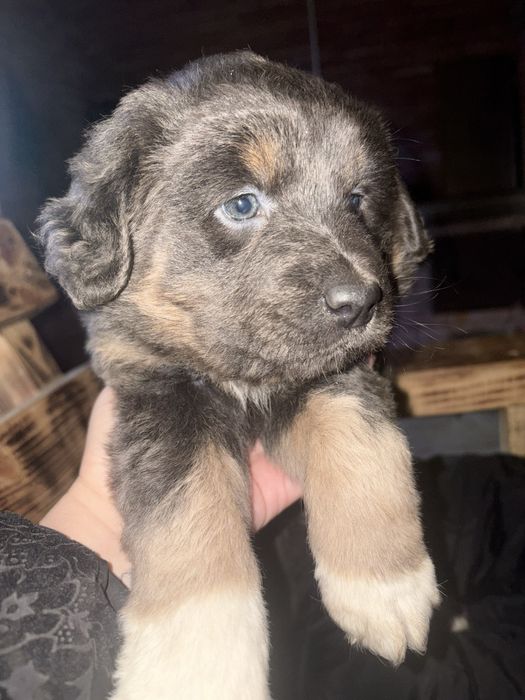 Метис пітбуль безкоштовно