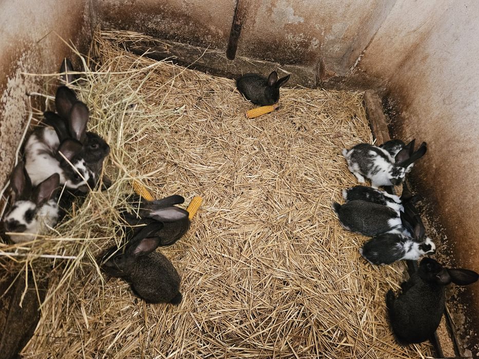 Króliki Srokacze niemieckie