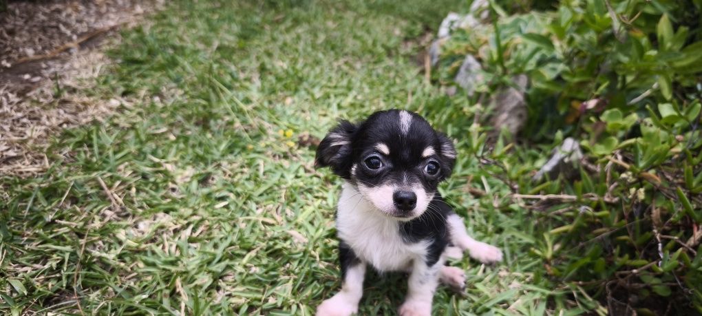 Chihuahua disponível para entrega imediata