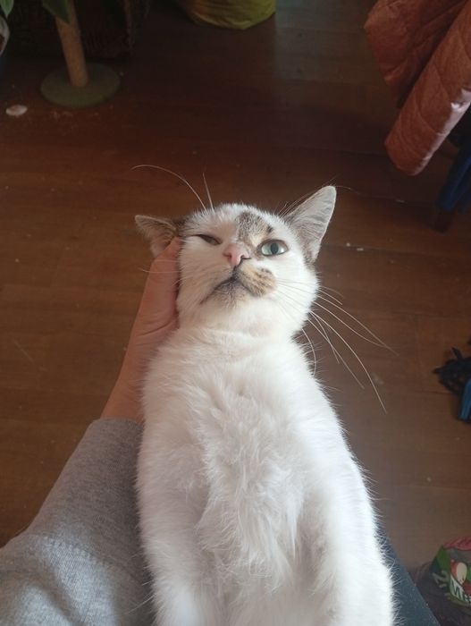 Mam na wydanie kotkę i kota