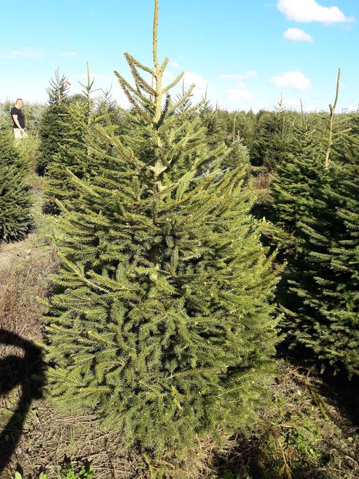 Świerk pospolity cięty 175-300 cm/ w donicy 80-175 cm/ TuChoinki.pl