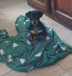 Pinscher miniatura fêmea