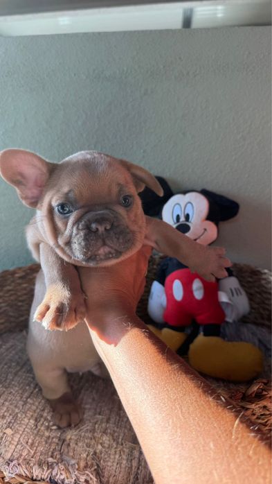 Menino BulldogFrances