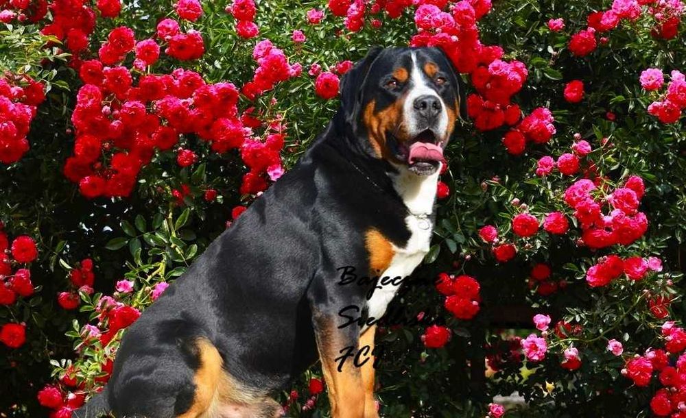 Duży szwajcarski pies pasterski Zapowiedź szczeniaki po championie FCI