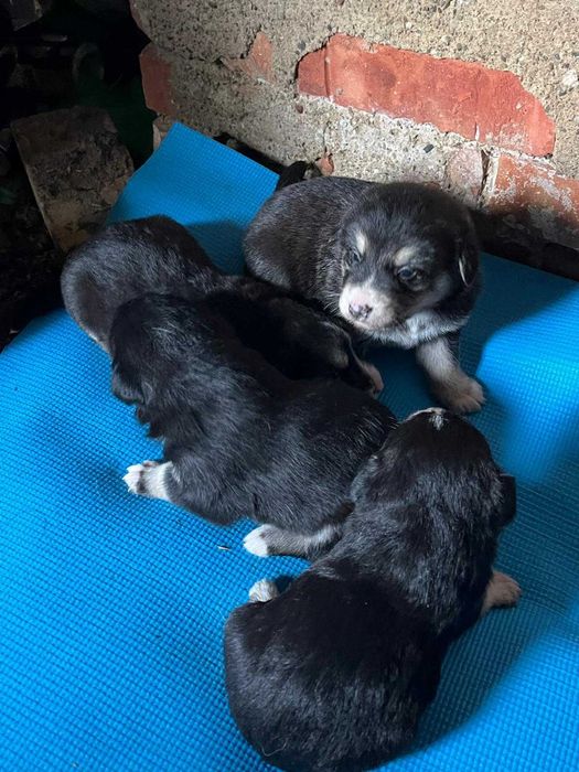 szczeniaki do adopcji