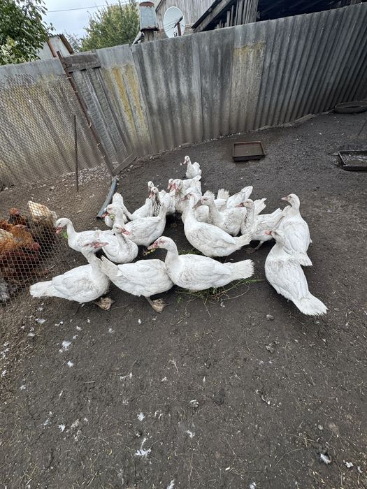 Продам мускусних качок