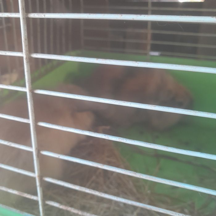 Vendo coelhos anoes