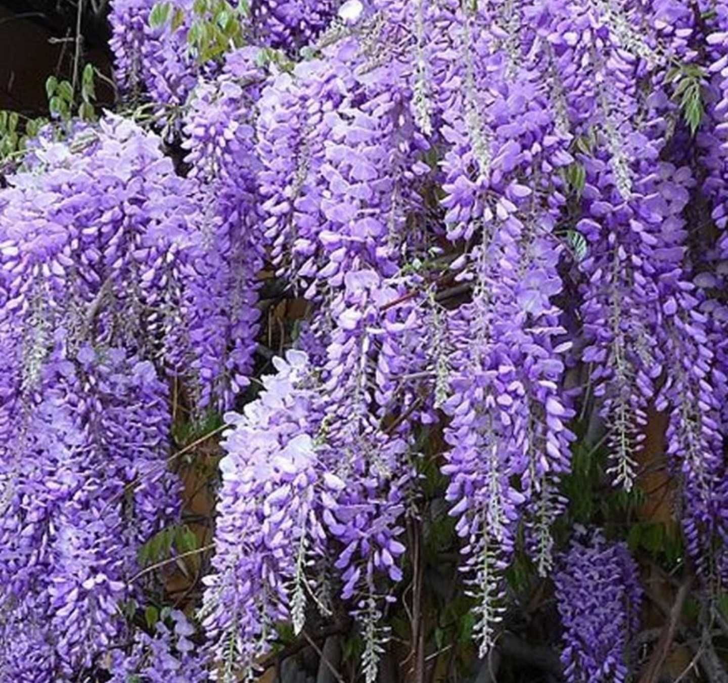 Глициния Wisteria сажецы