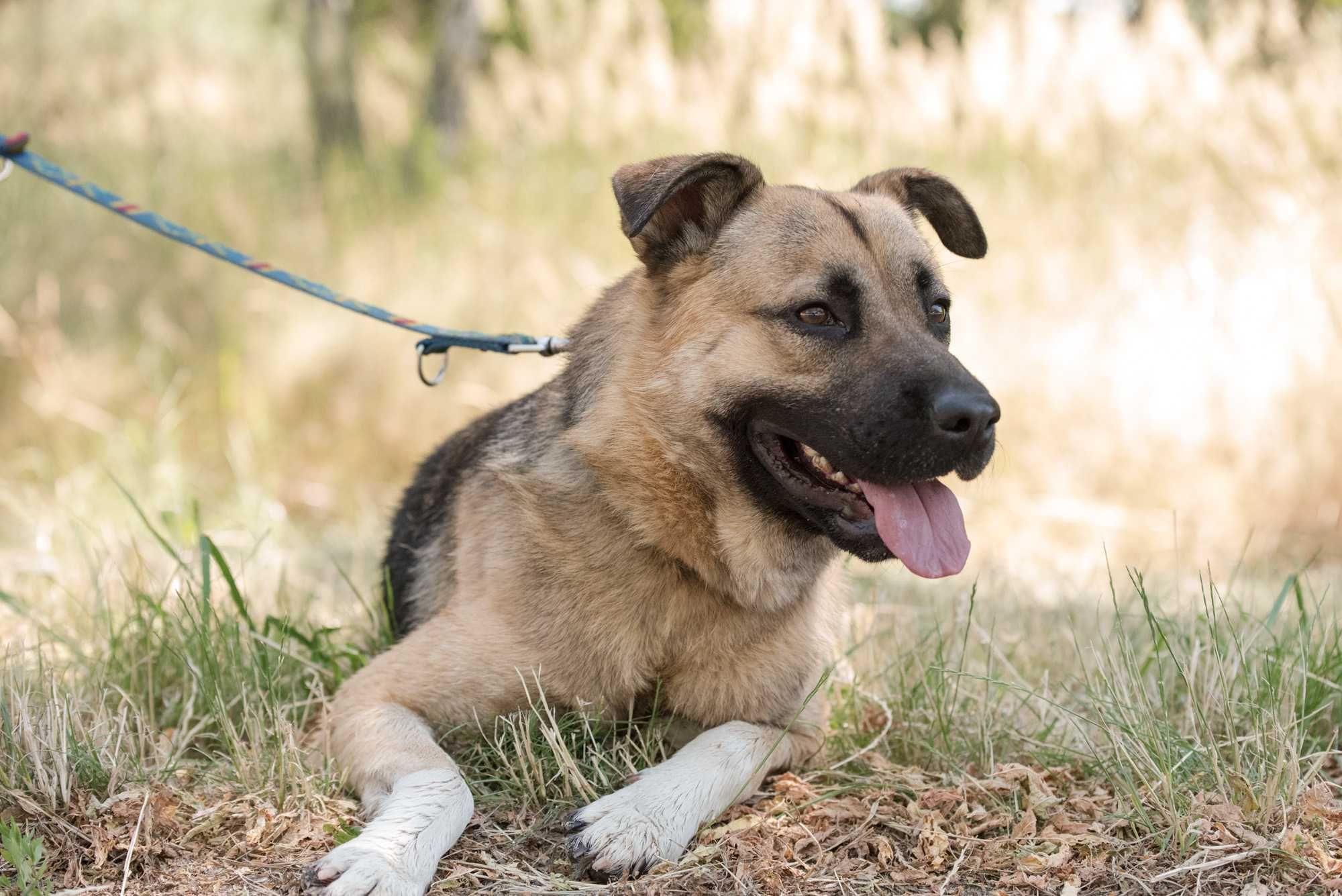 Spajki - młodziutki, wspaniały, słodziak do adopcji
