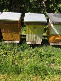 Ul pszczeli kompletny z pszczołami / pasieka