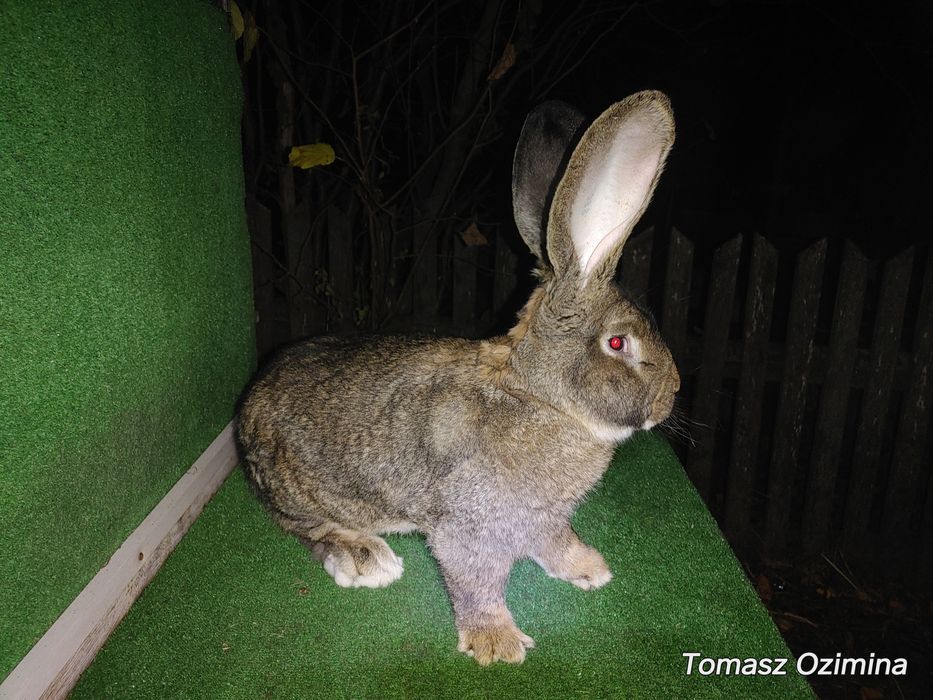 Belgijski Olbrzym z 31 grudnia 2024