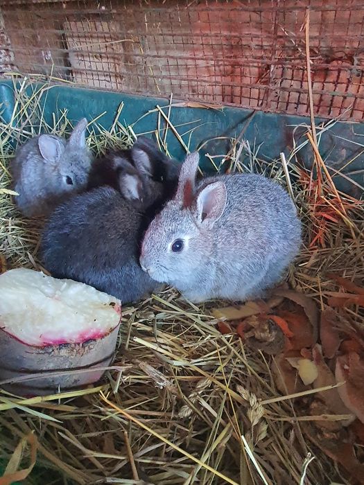 Декоративные кролики