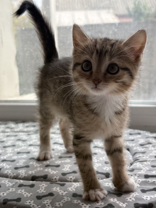 Котята с Донбасса )