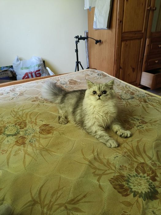 Віддамо класного  котика хлопчика 6 місяців