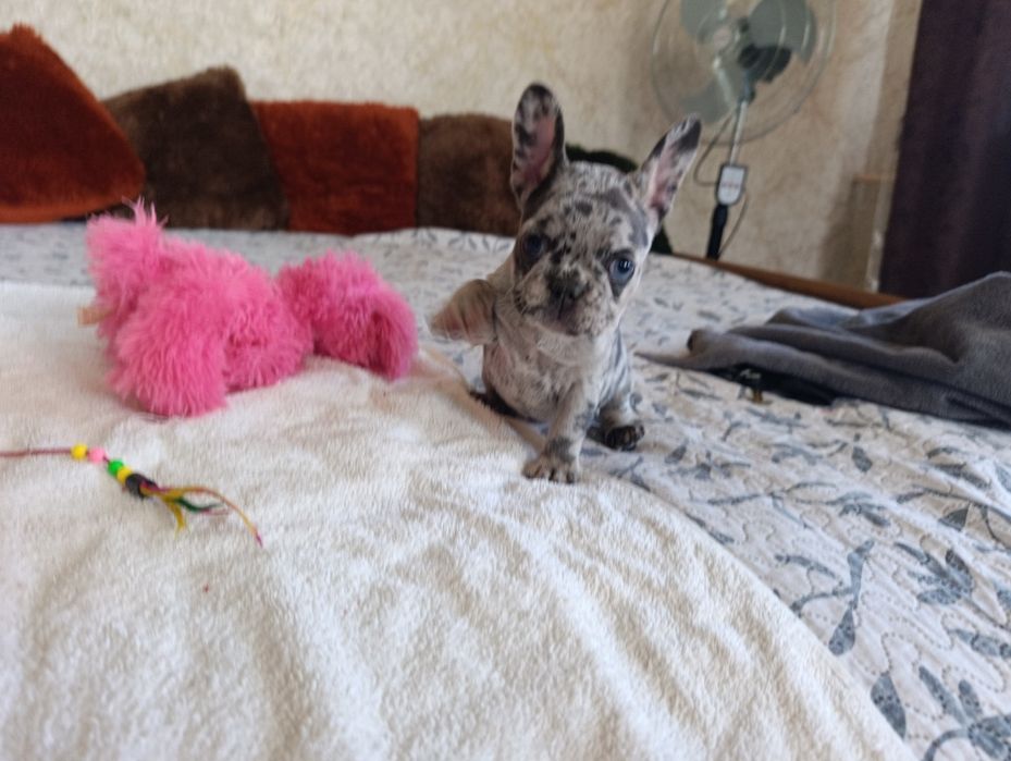 Лиловая мерле девочка (большой выбор щенков)