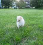 Pomeranian Szpic Miniaturowy Boo