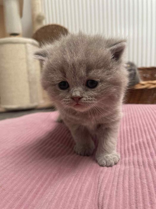 Kocur Brytyjski biszkoptowy