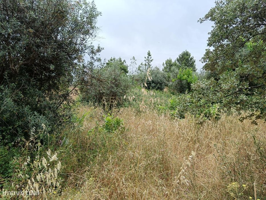Terreno rustico em Palvarinho ( Rabadão  )