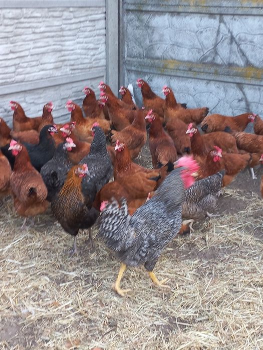 Kury Nioski Rosa i Leghorn 24 tygodnie! Wysyłka od 10 sztuk.