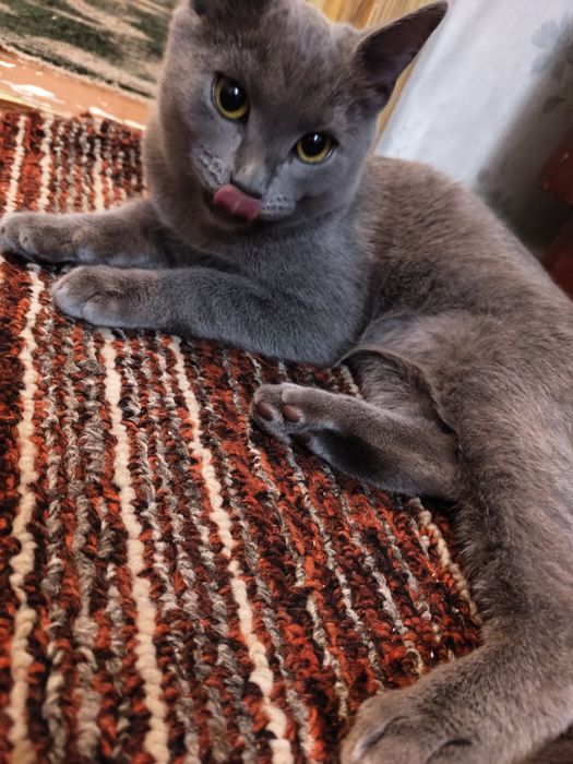Отдам даром кота