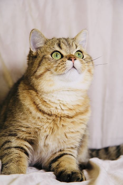 Золота Шиншила Scottish Straight