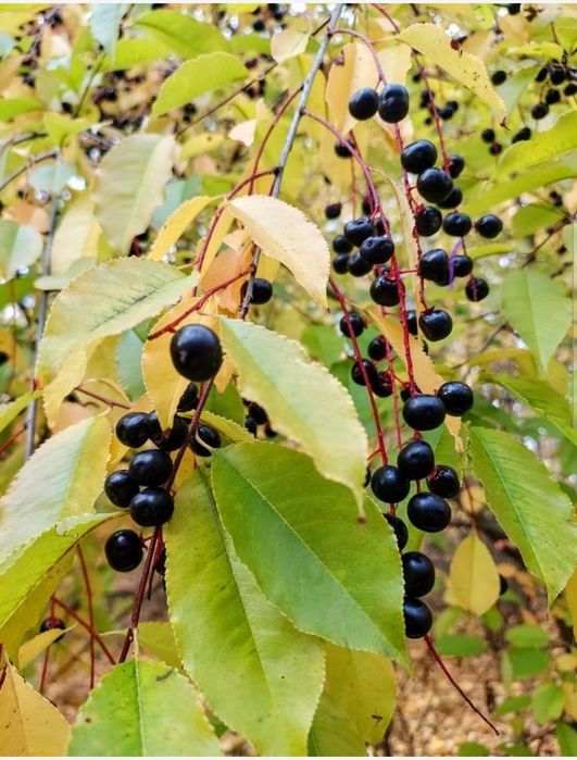 Аронія.Черемха.Сумах Тайгер Айз.Смородина.Гібіскус