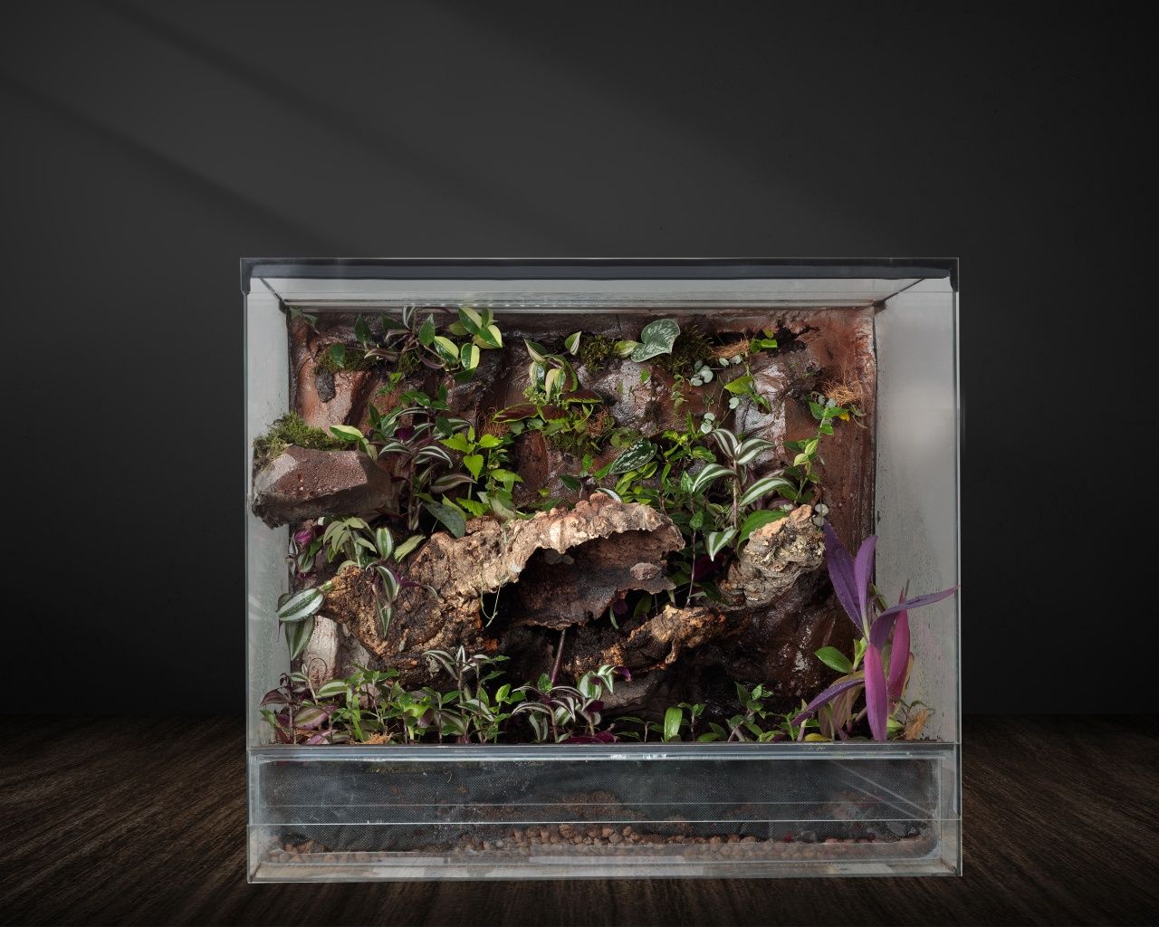 Terrarium tropikalne