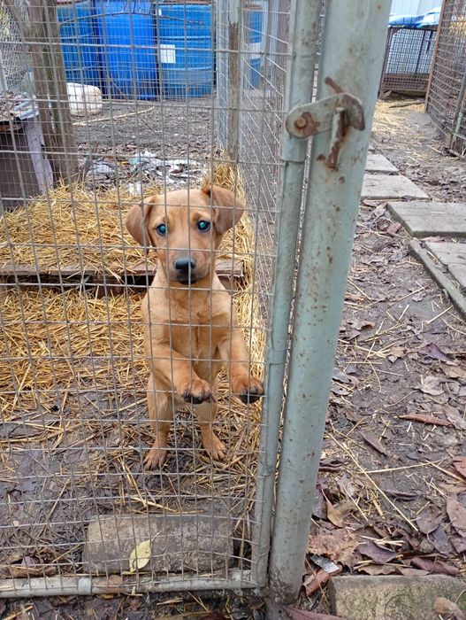 Знайдене цуценя, метис такси, металургів