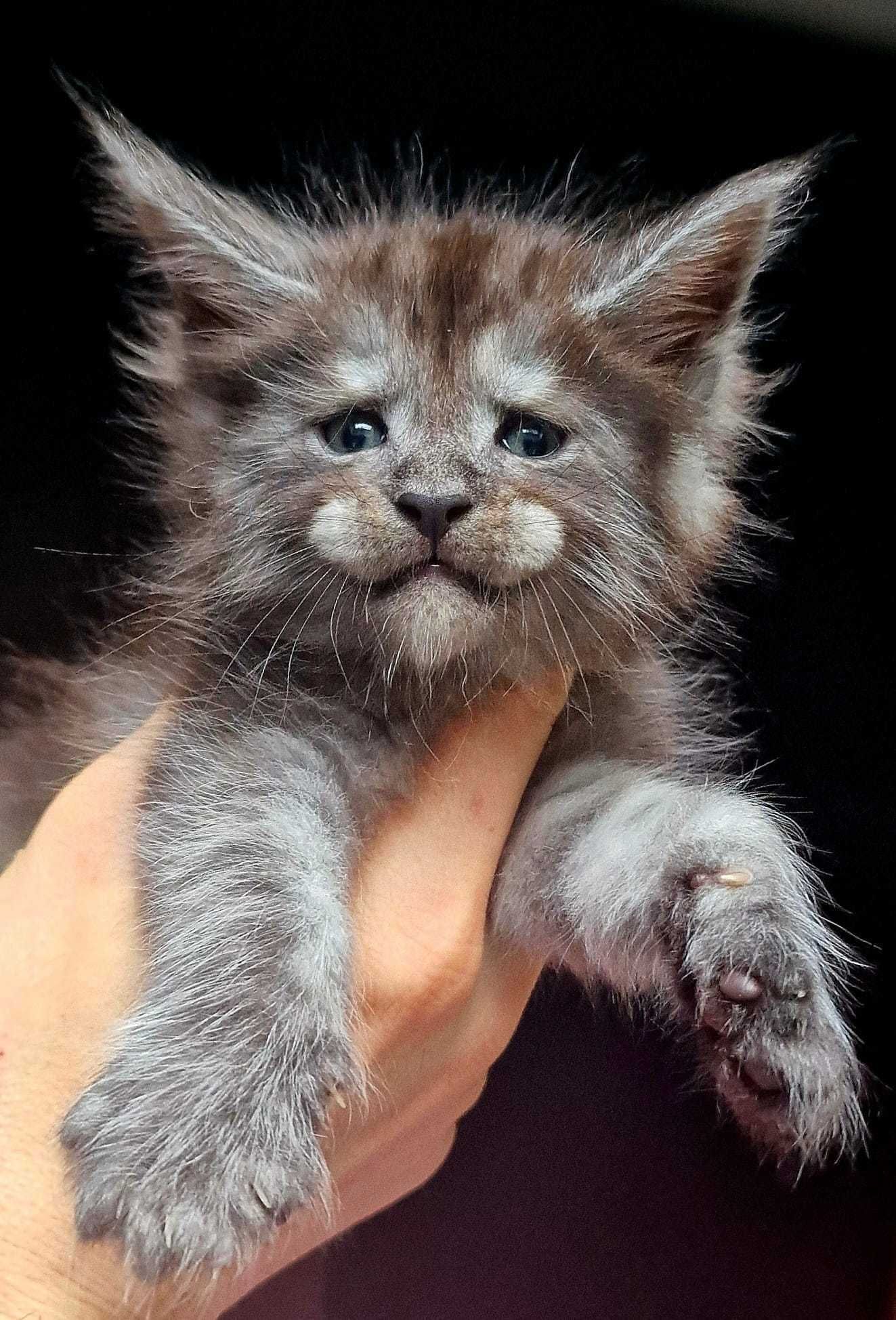 Мальчик! Котенок мейн-куна! Первая прививка сделана!