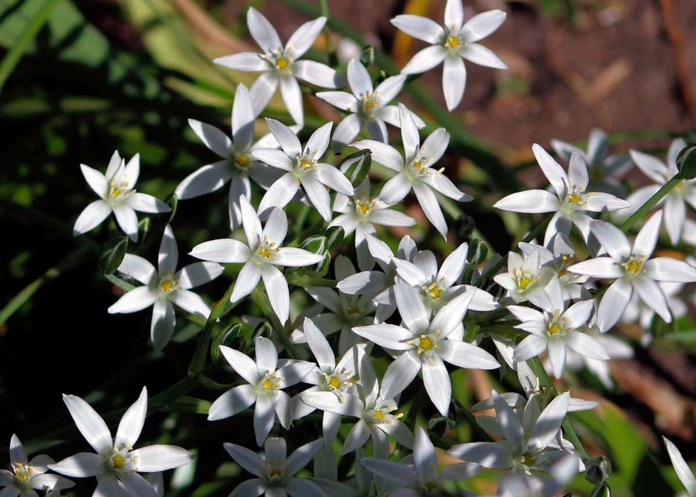 Цветы бордюрные мускари, птицемлечник