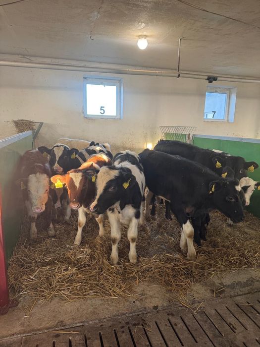 Sprzedam byczki na paszy, startery, żarłoki, samodzielne 130-140 kg.