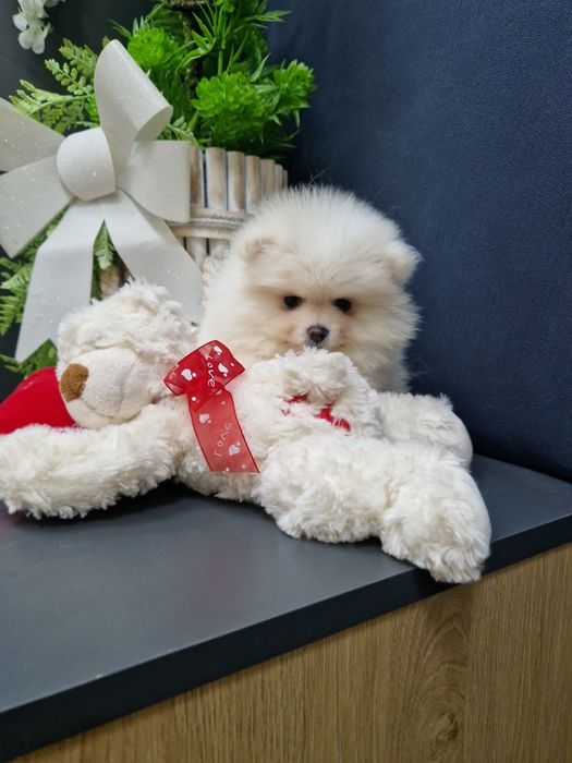 Szpic miniaturowy Pomeranian Boo sunieczka 2xszczepienia legowisko