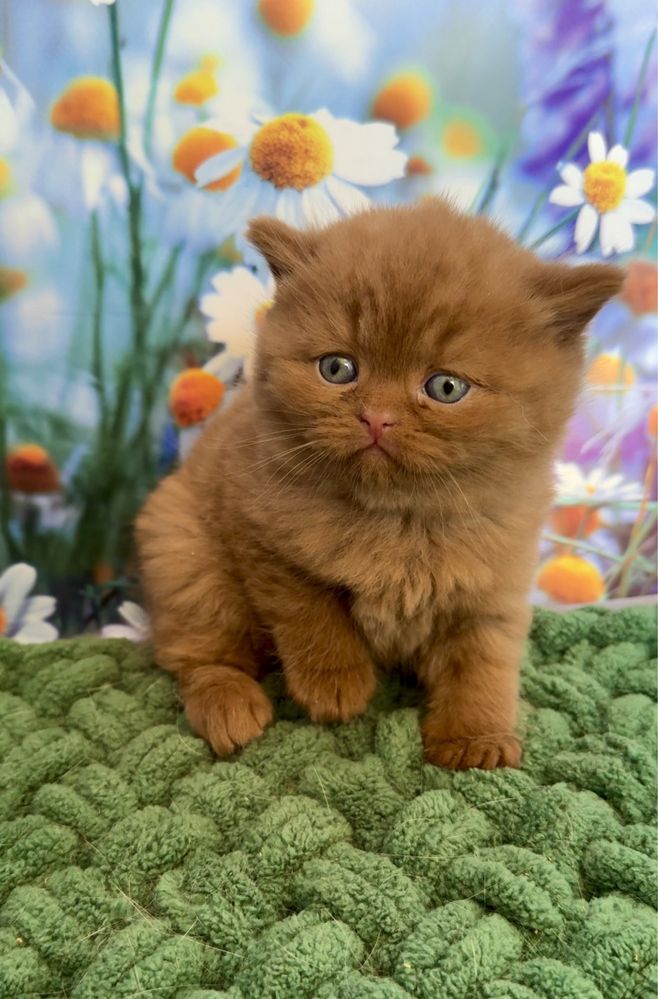 Котик Марсель британский циннамон эксклюзив котята